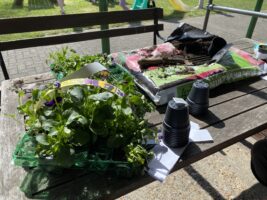 A table with plug plants, empty pots and a bag of compost.